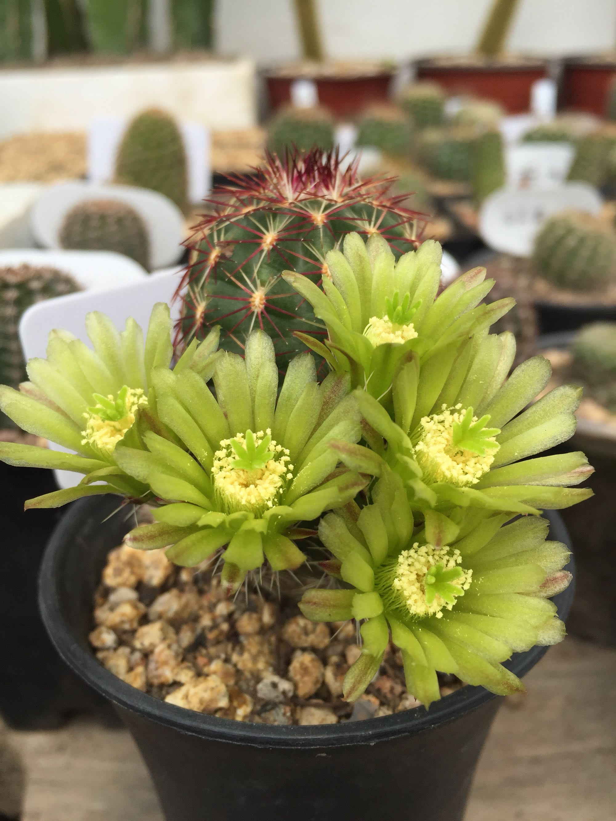 美丽/奇异花草欣赏系列——各种仙人球之“虾”