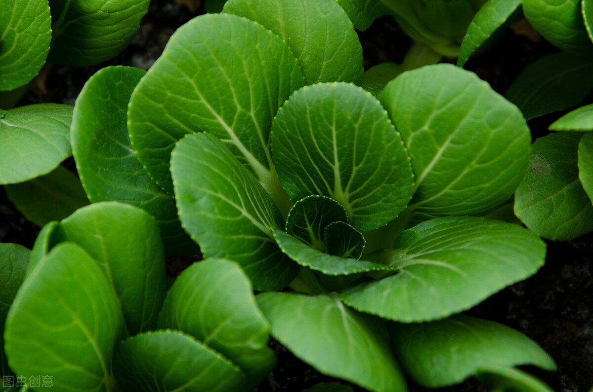 小油菜种植成本利润,种植小油菜前景好吗