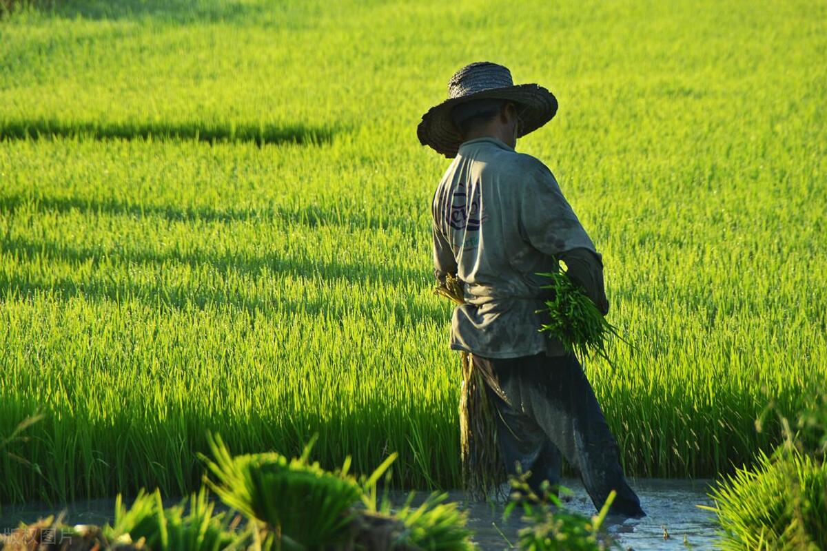 农业农村与农业有何本质区别,农业与农民的出路在哪里