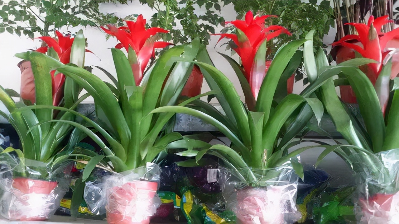 琚獥浜嗕竴娆″氨寰堥毦鎵惧洖鏉ヤ簡,琚獥鍚庤姳浜嗕竴骞磋蛋鍑烘潵