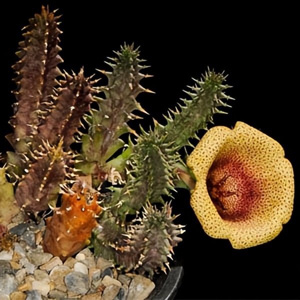 102个大类近500个多肉植物图片，都极其美丽，建议在家中也养一盆