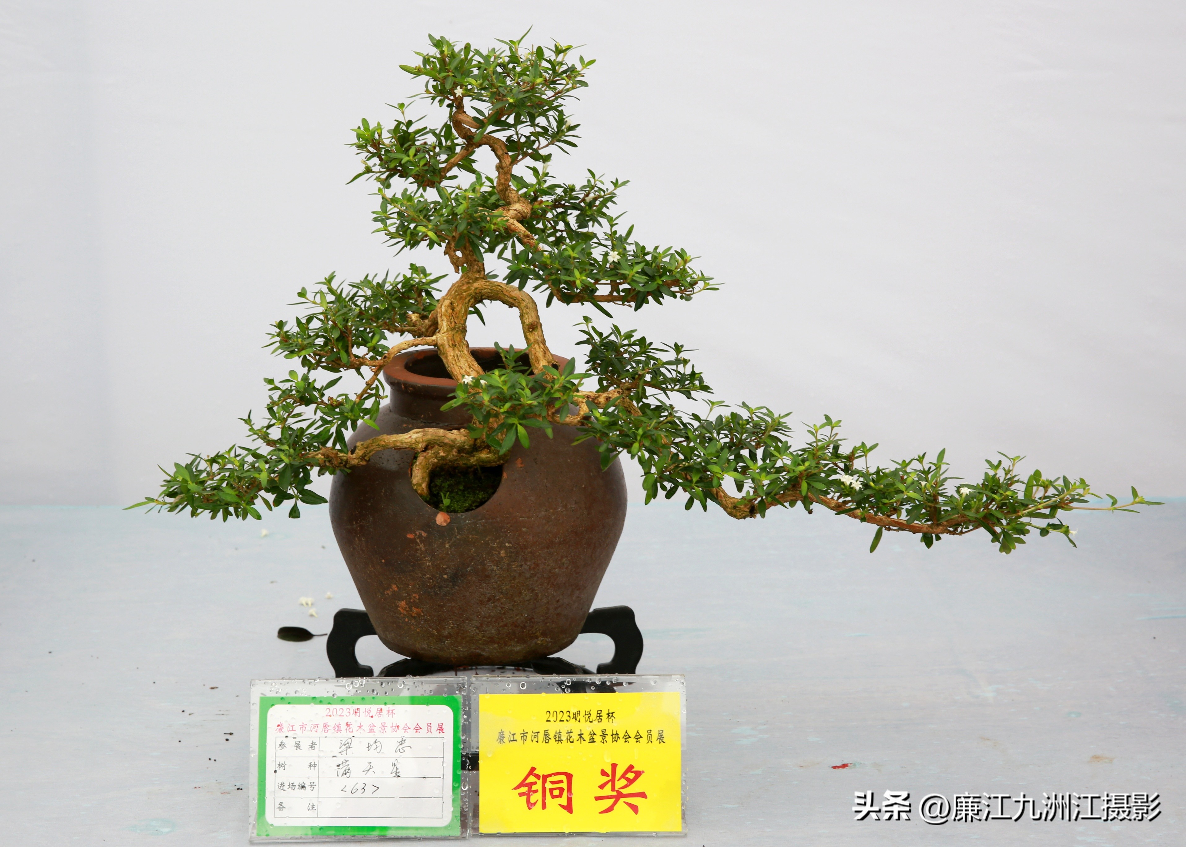 最高端的盆景展,一场惊艳的盆景展