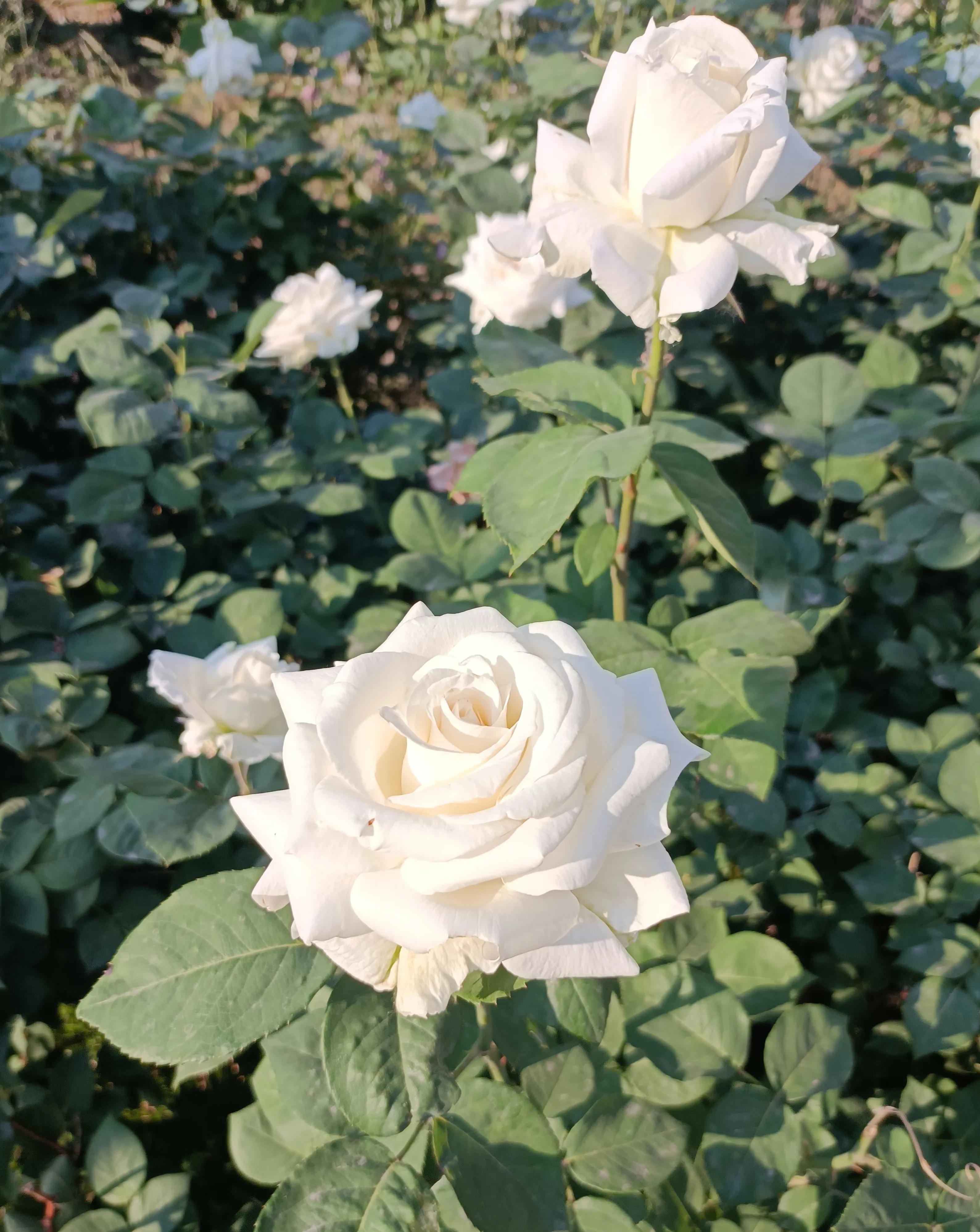 机械行业年薪几十万的是做什么的,机械行业工资待遇怎么样