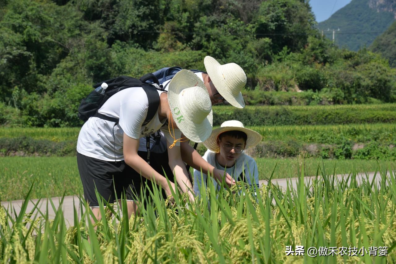 甲维盐杀虫效果变差了?学会用药技巧合理复配,杀虫效果能翻倍