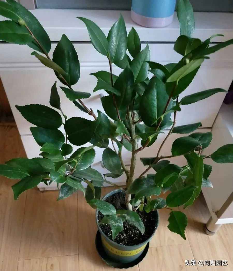 养茉莉，山茶，栀子，用沙土养，白醋水浇灌，更容易开花