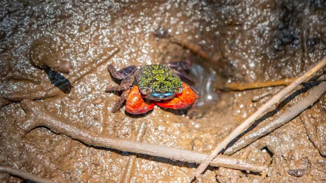春日出游计划东寨港红树林观鸟游,东寨港红树林观鸟
