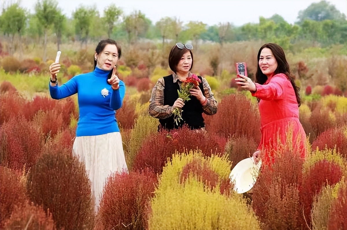 地肤草花海打卡,孟津白鹤地肤草位置