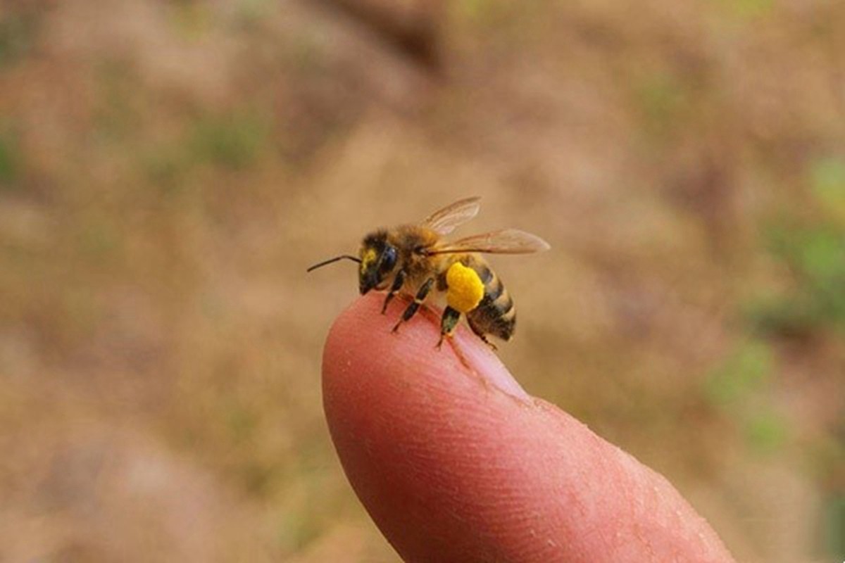 宝宝被蜜蜂蛰多久过危险期,孩子被蜜蜂蛰了怎么跟家长解释