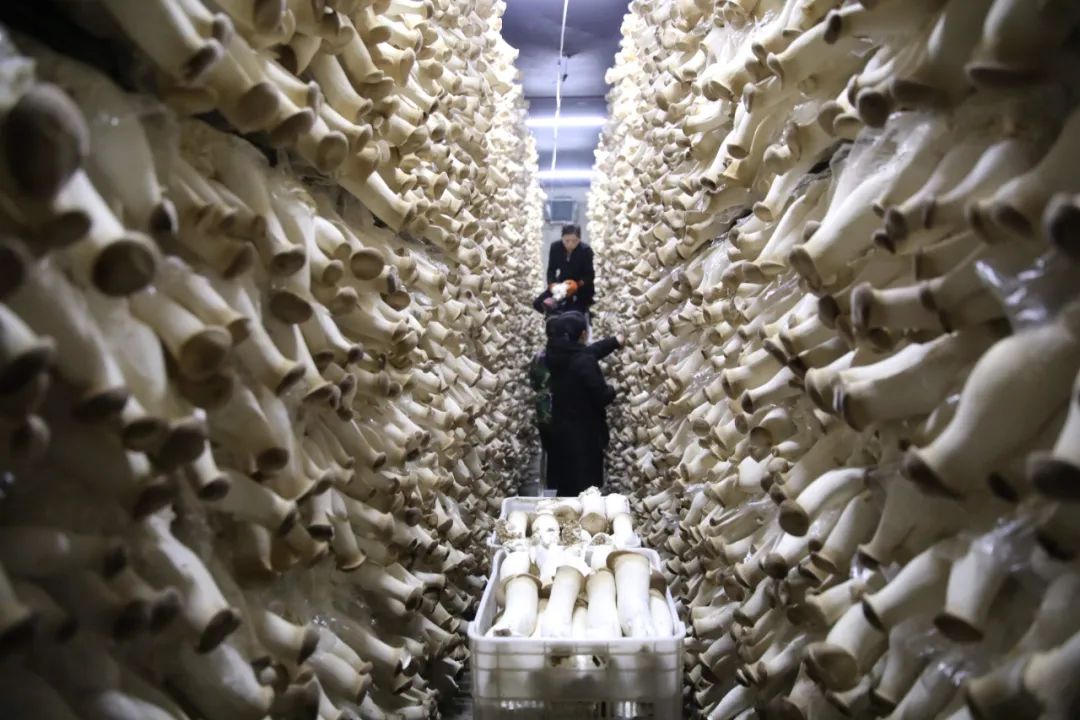 对话｜菌物产业：前景广阔的“绿色矿藏”