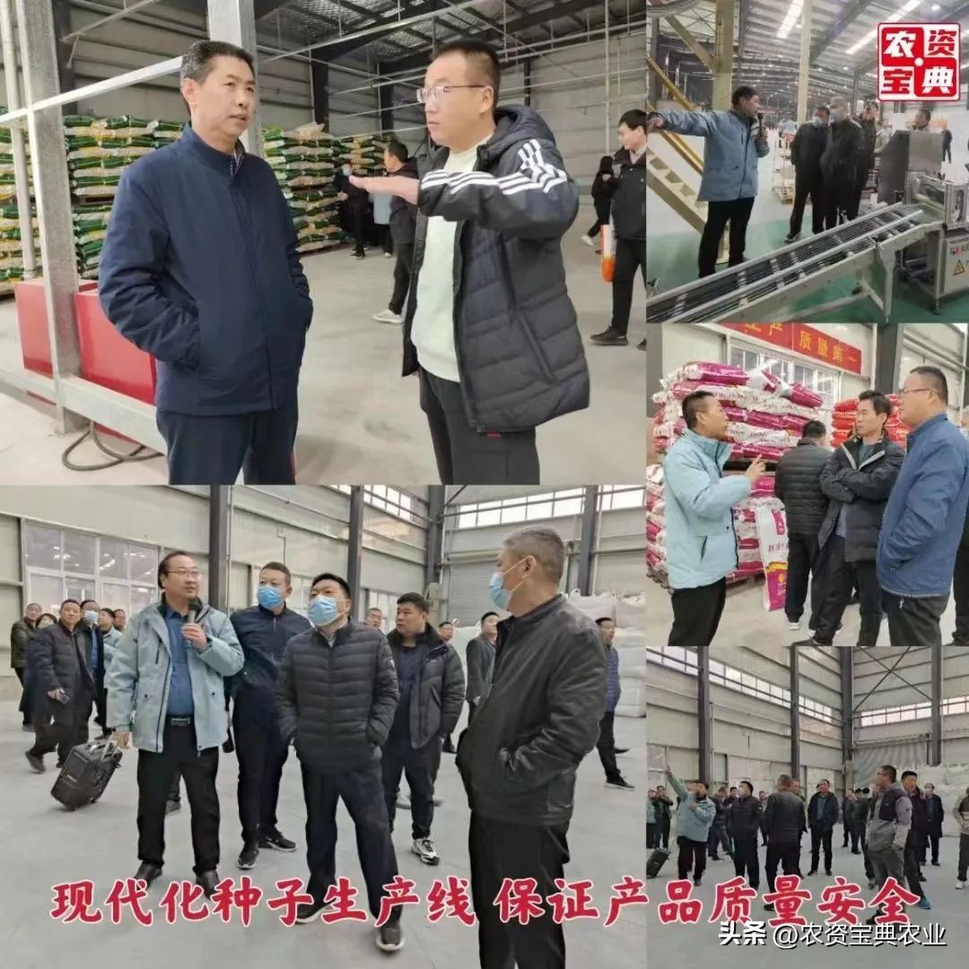 宝景666比郑单958增产多少,宝景666玉米种多少钱一袋