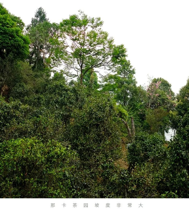 那卡茶是什么味,那卡茶的优缺点