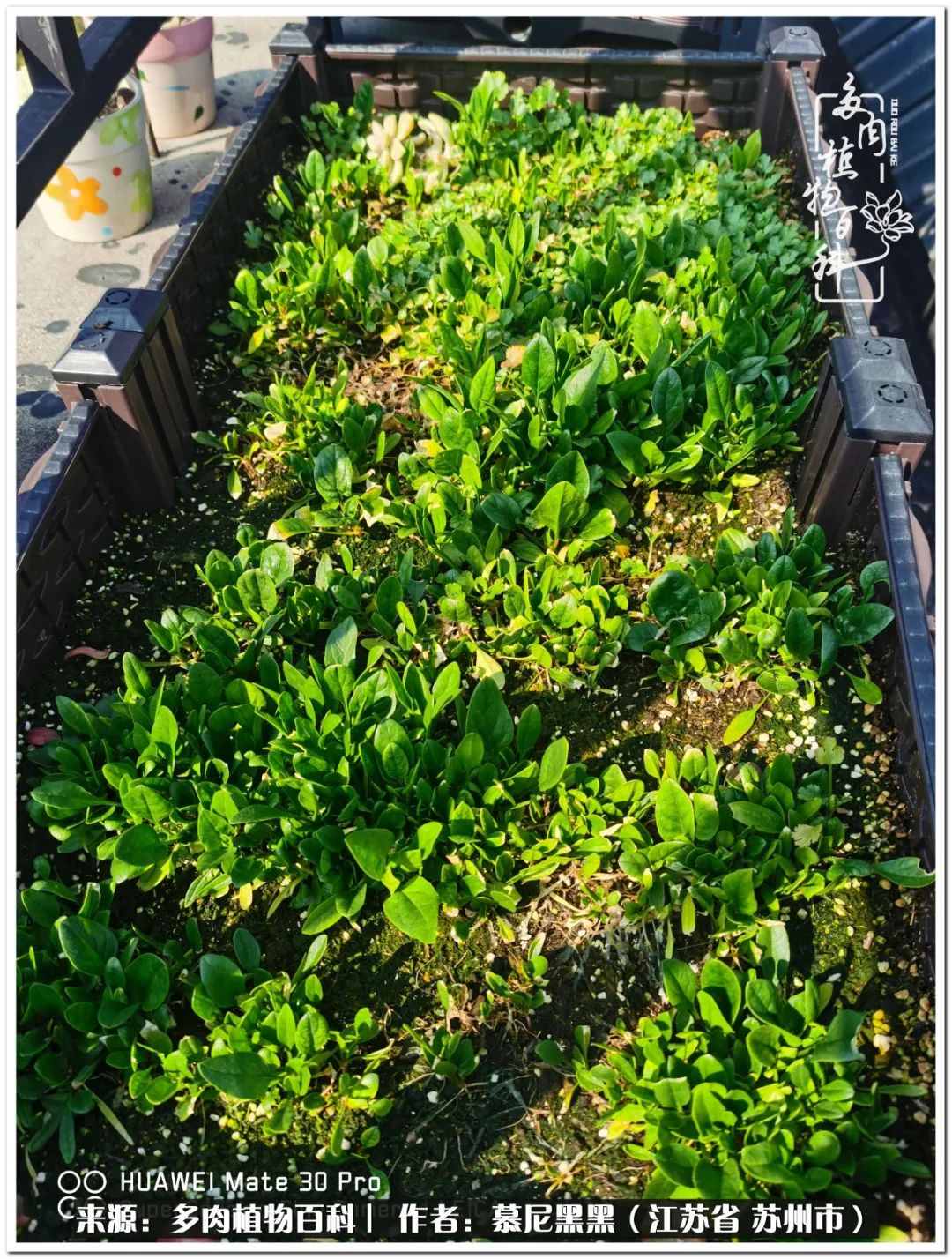 生活需要三分甜,生活需要一半禅意一半烟火