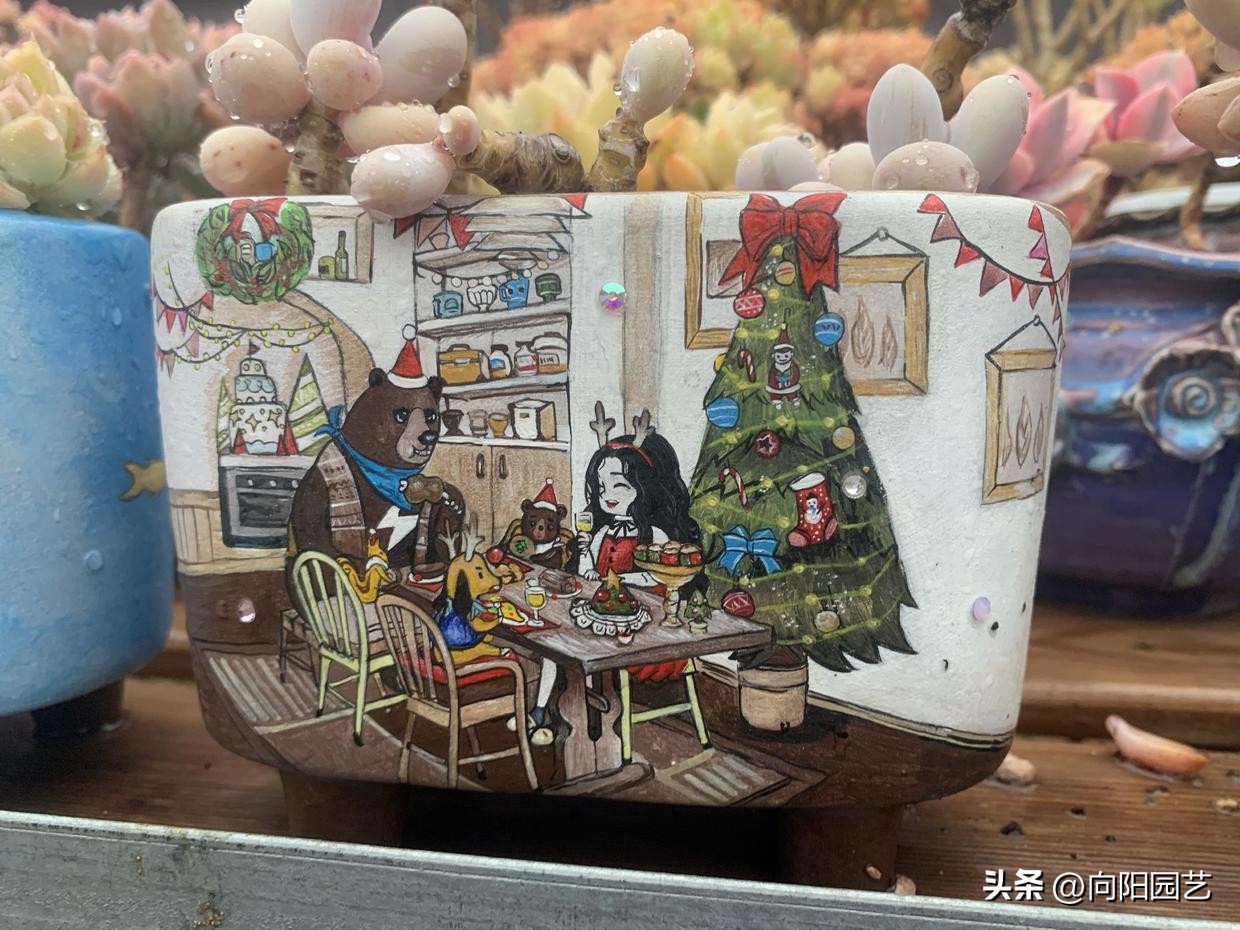 粗陶盆和塑料盆养多肉哪个好,种多肉塑料盆好还是麦饭石盆好