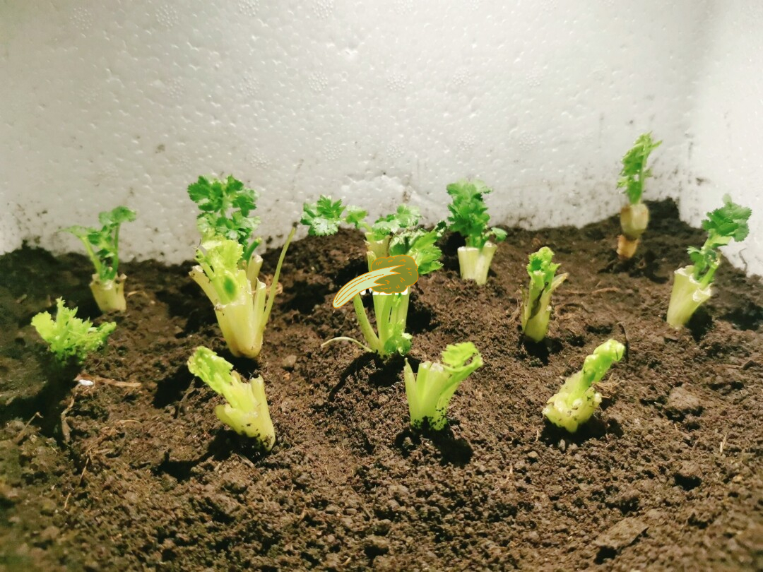 阳台种菜可以多茬采收,在阳台种菜最快采收的五种蔬菜