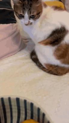 榴莲有点开口了有点长毛,榴莲靠近核的地方像长毛