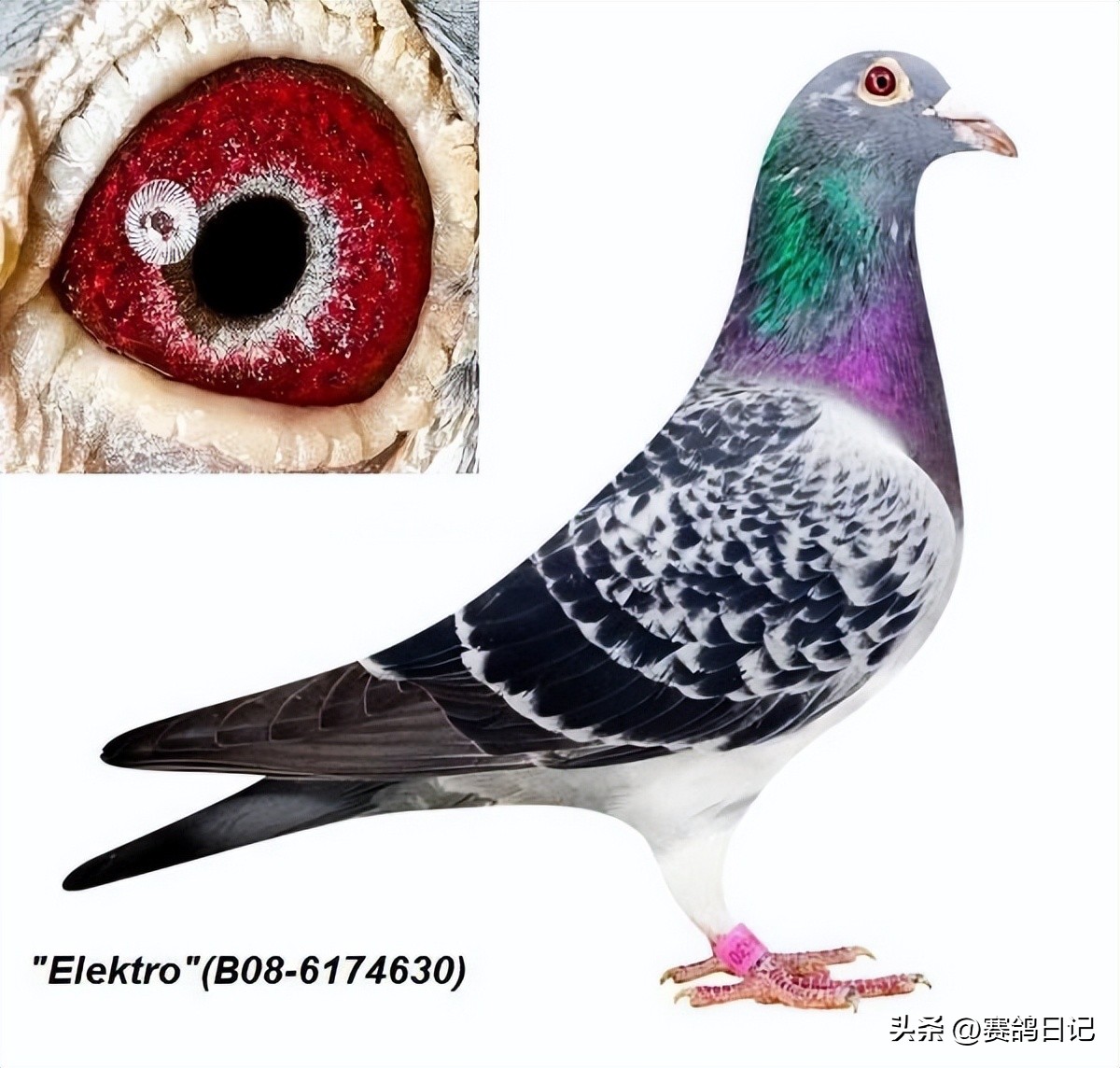 乔斯佛卡门原始种鸽是什么品种,乔斯佛卡门种鸽好用不