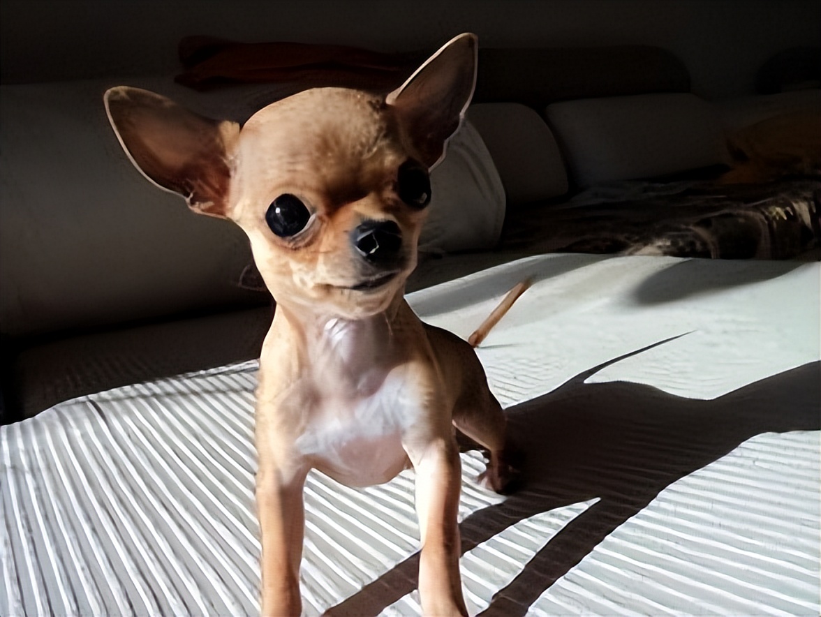 六种最常见的狗狗图片和名字,12种超惹人喜爱的狗狗你认识几种