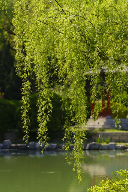 咏柳唐贺知章的古诗,咏柳贺知章教学实录