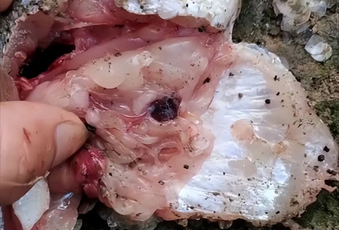 鱼脑出血什么原因,鱼脑溢血