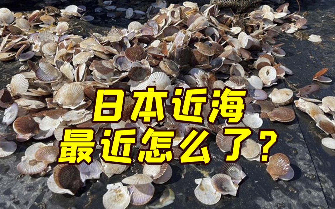 太仓引进日本海鲜,苏州太仓港继续进口海鲜