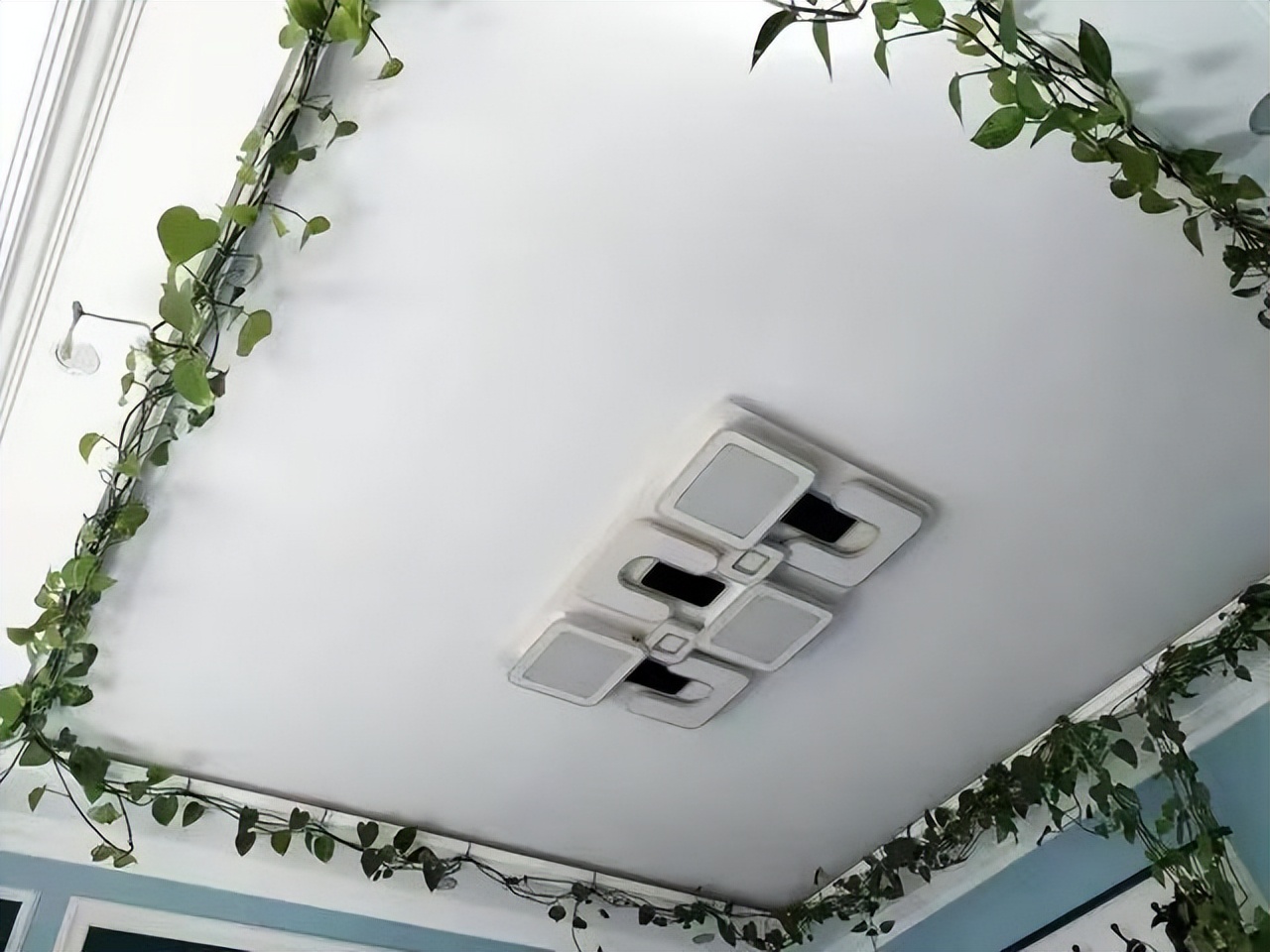 养了一年的绿萝长得很旺怎么弄,绿萝放什么才会长得茂盛