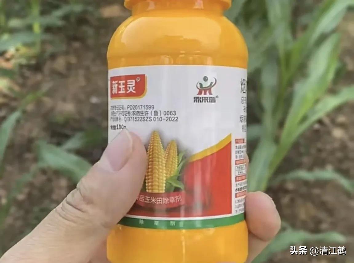 玉米除草剂药害最佳补救方法,玉米24d丁酯除草药害图片