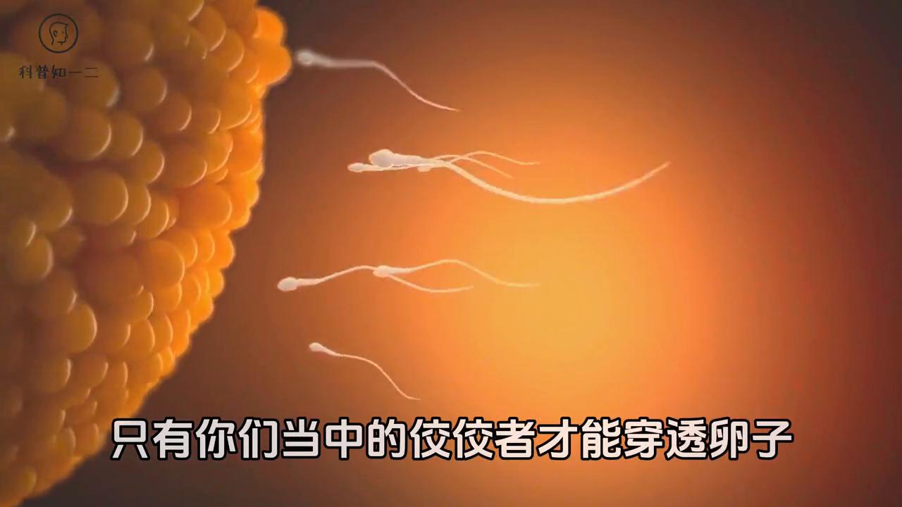 小蝌蚪蜕变成青蛙的视频,从一只小蝌蚪开始一路蜕变