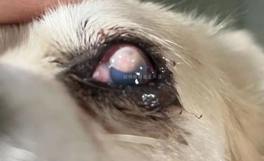 犬眼睛结膜炎视频,犬角膜穿孔一定要手术吗