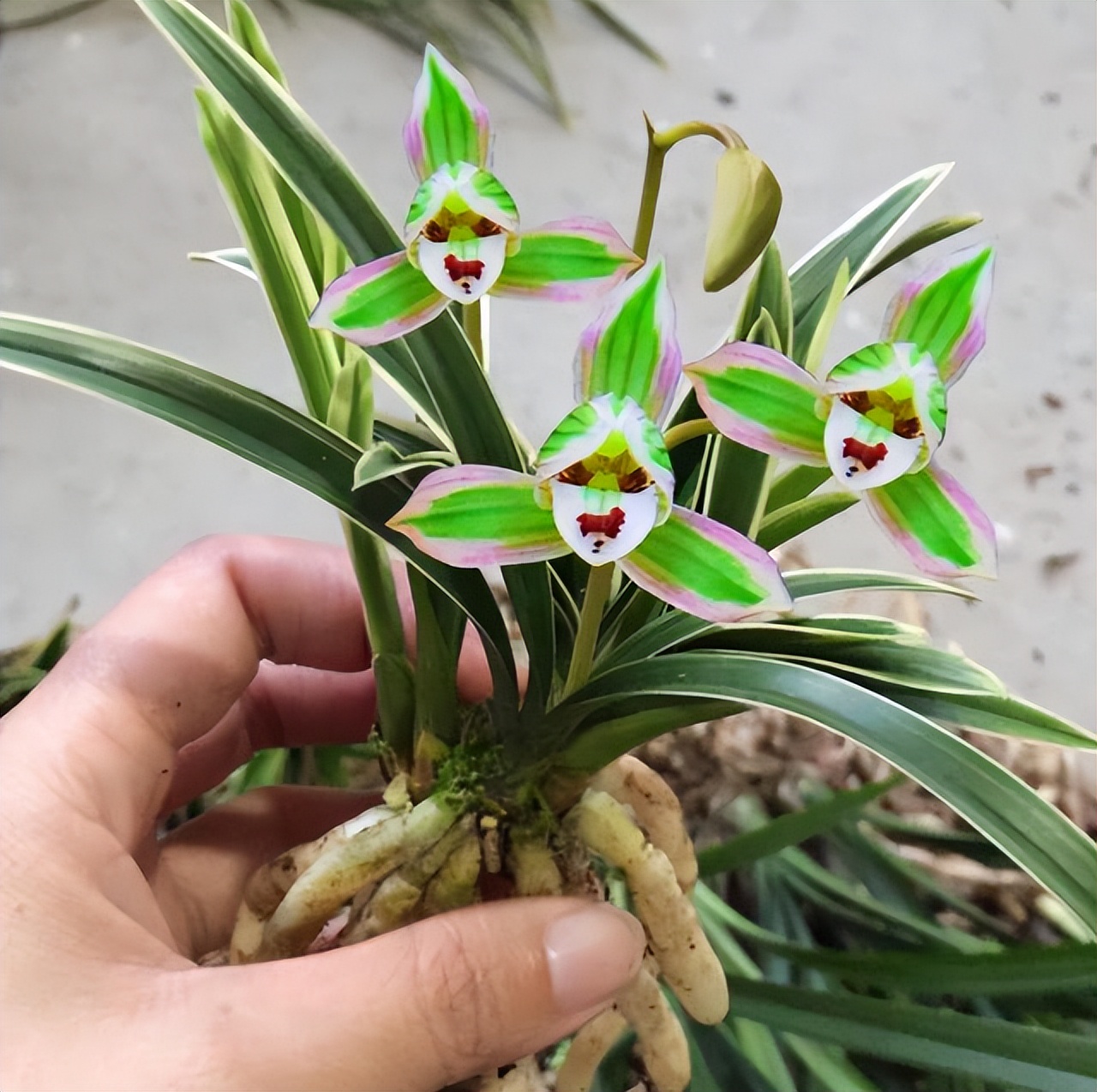 只认识兰叶带丝或者带金边的兰花,叶片细长带金边的兰花是什么兰