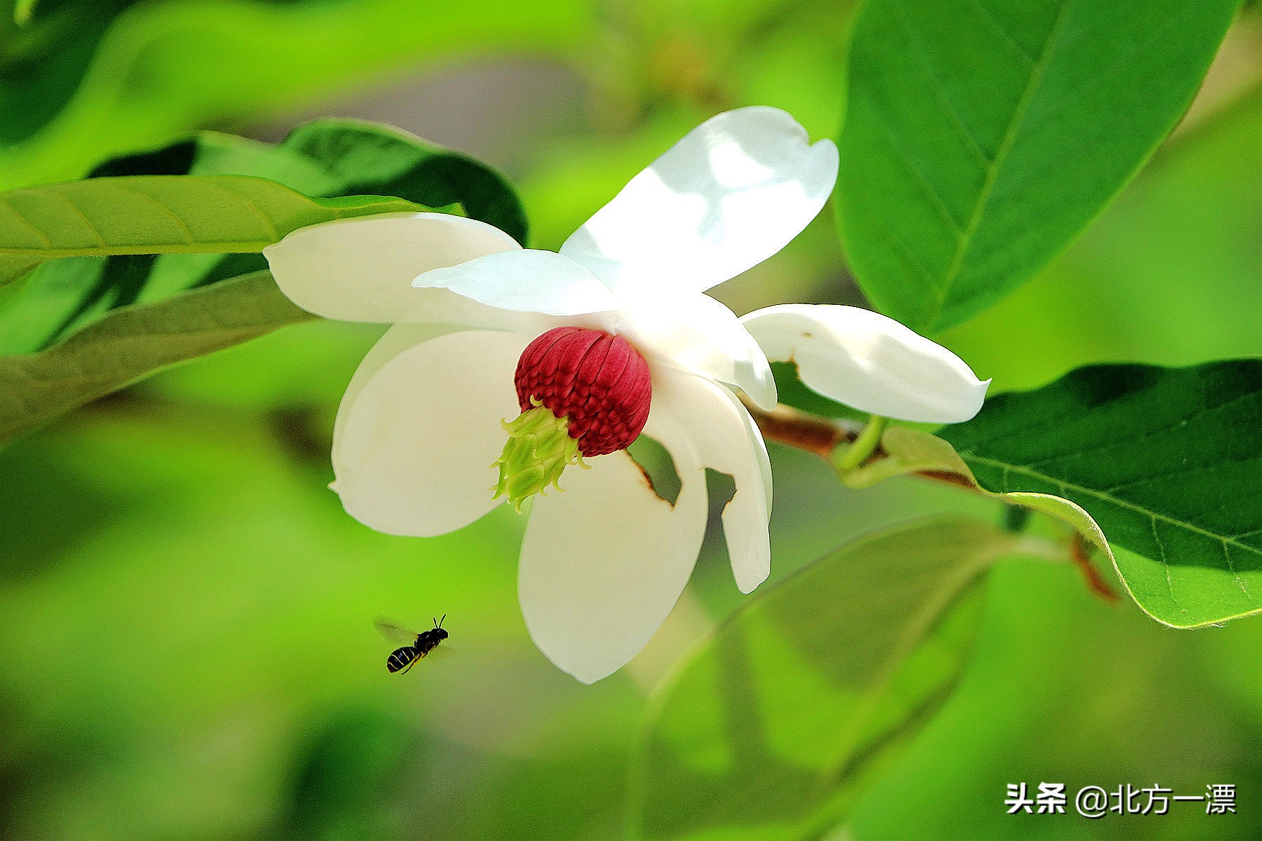 抚顺天女木兰苗规格,抚顺的天女山