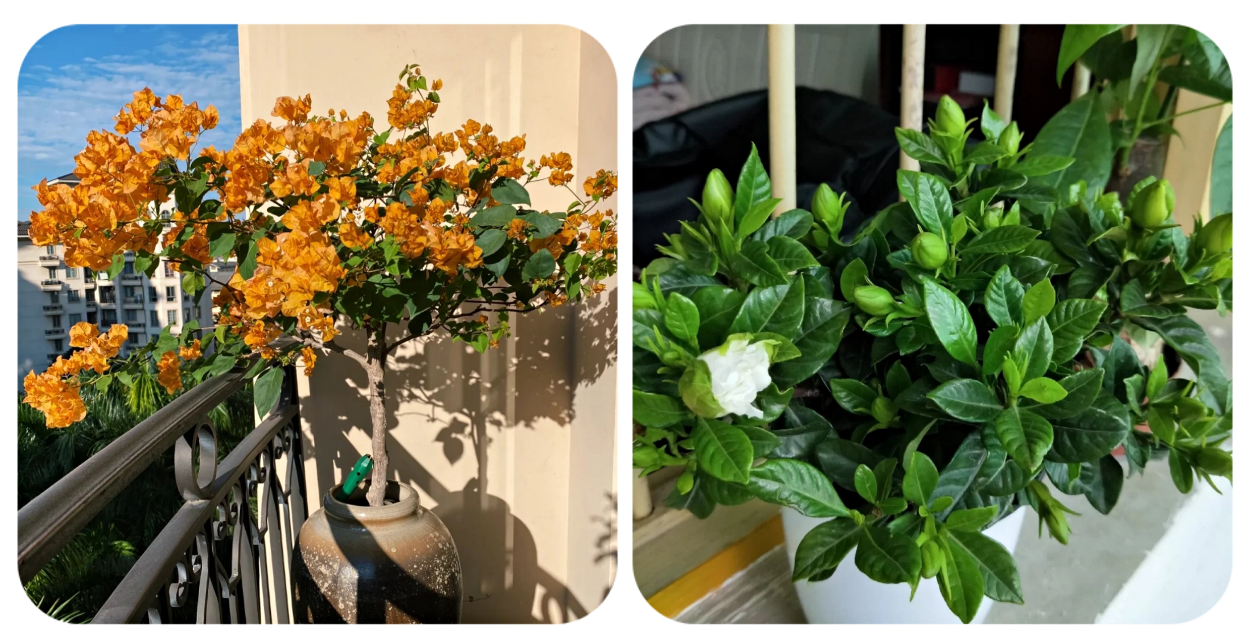 100种花能养在阳台上，50种开花的，40种绿植，10种蔬果