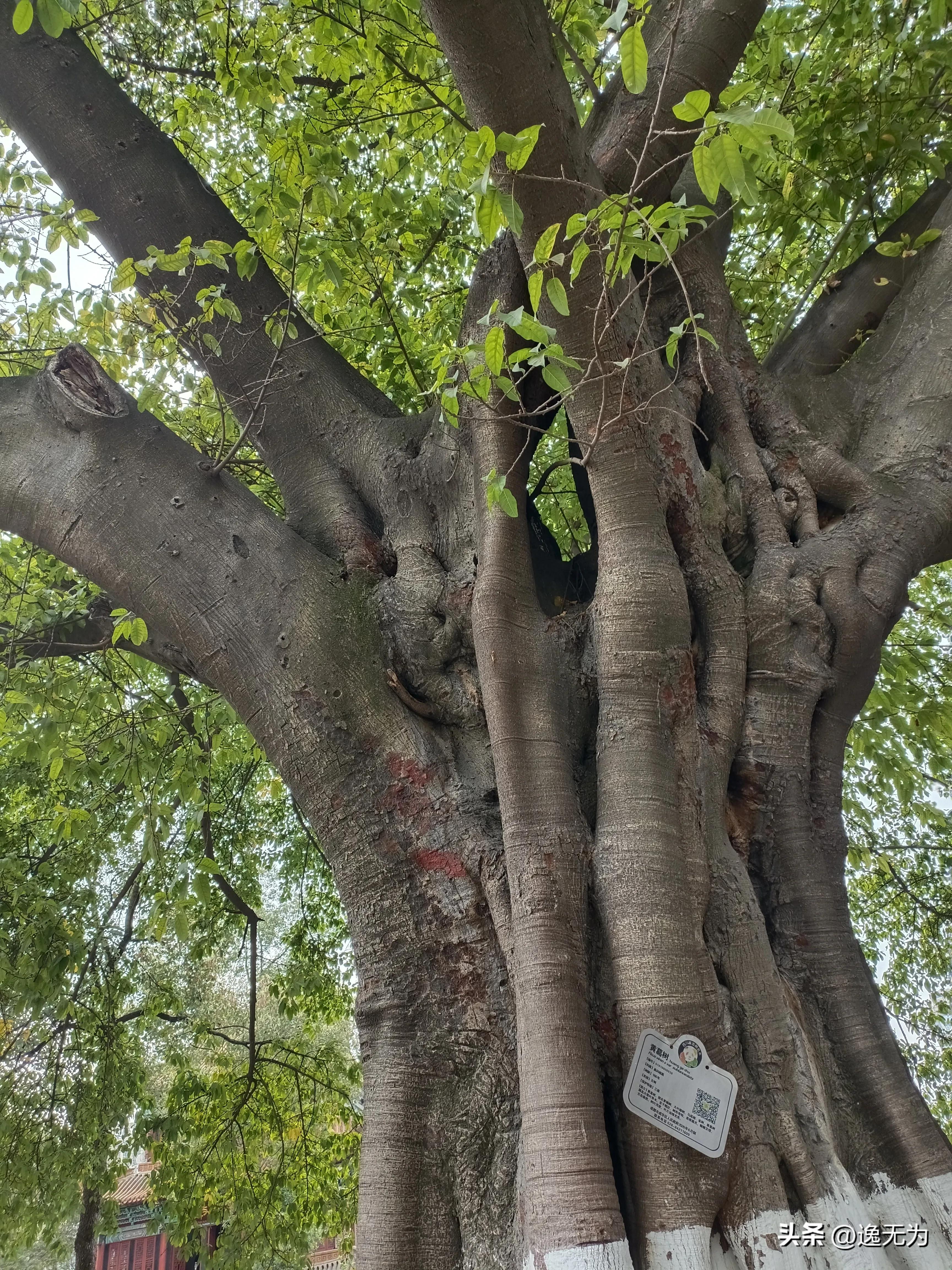 成都一眼穿越千年古寺,成都最好的千年寺