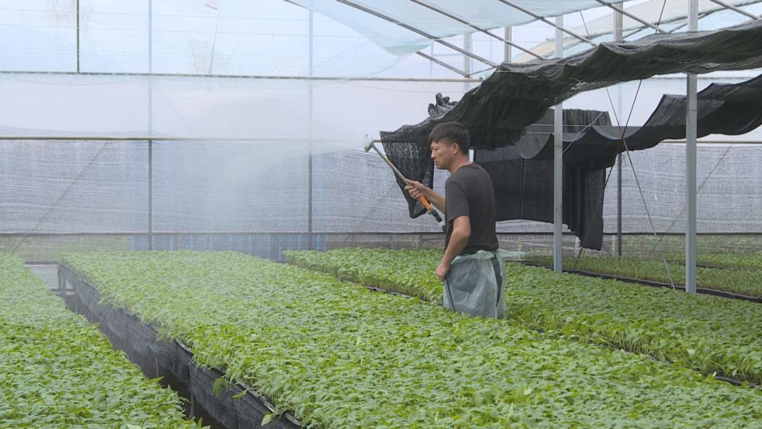 乡村振兴撂荒地变致富田,乡村振兴一年间种植效益如何提升