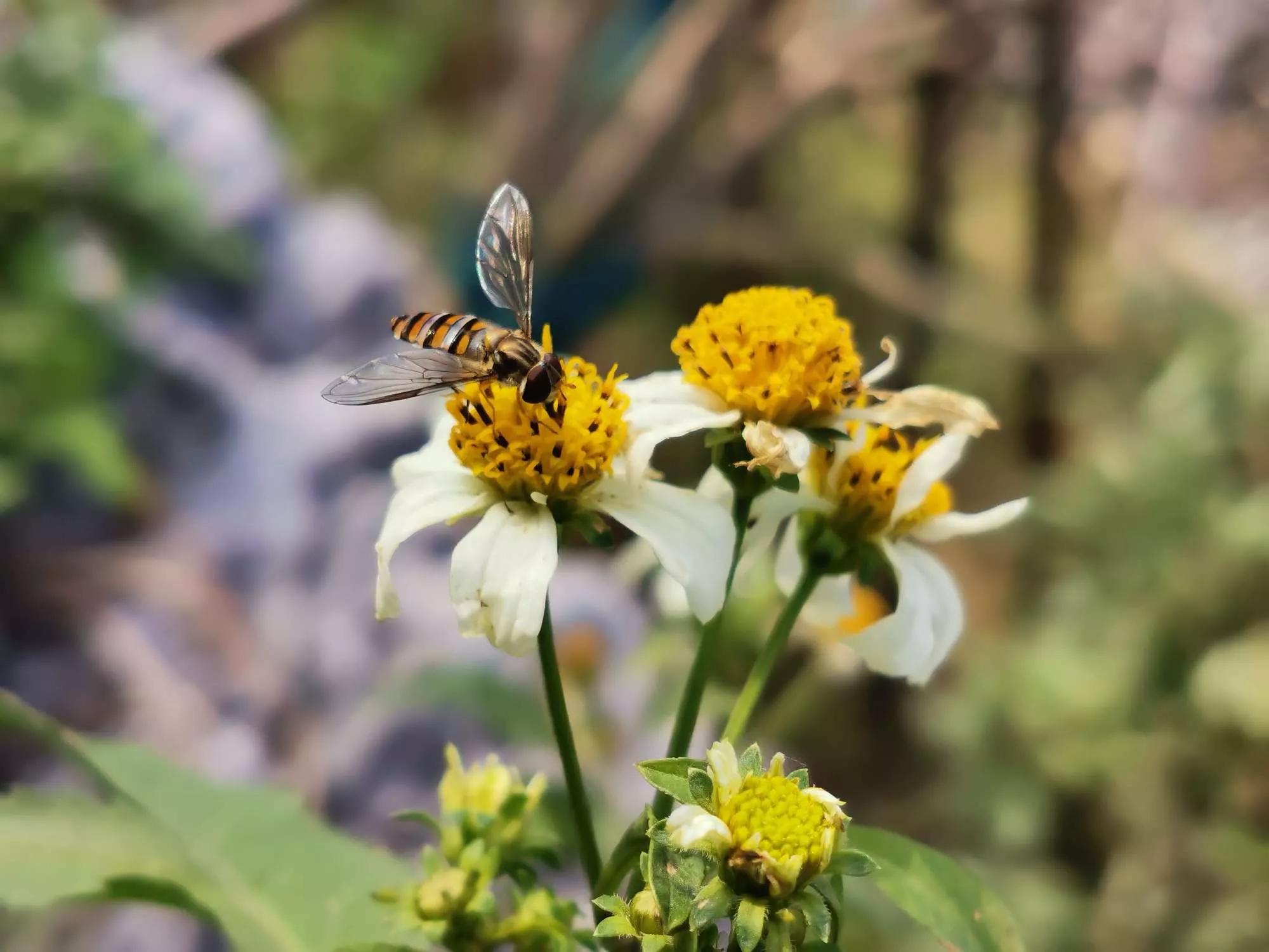 认识各种花的寓意,认识各种花的名称