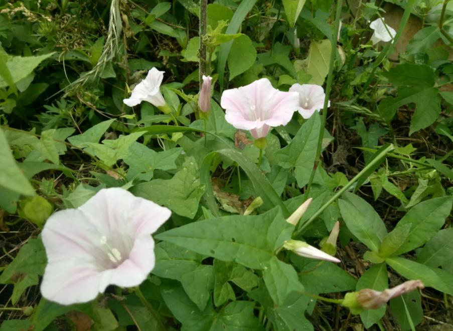 Nice兔meetyou,“属兔”的植物你知道多少?