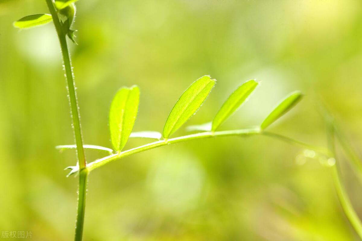 春天的诗句5言,春天的诗句怎么写的