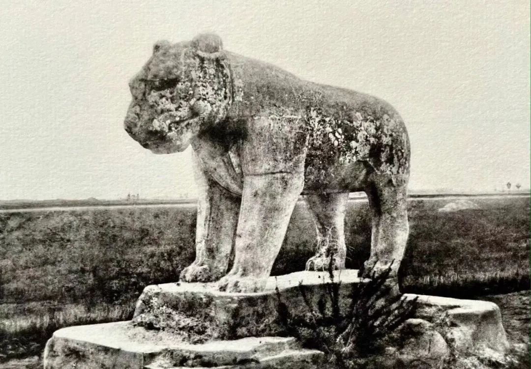 虎年的虎：我从哪里来，要到哪里去？