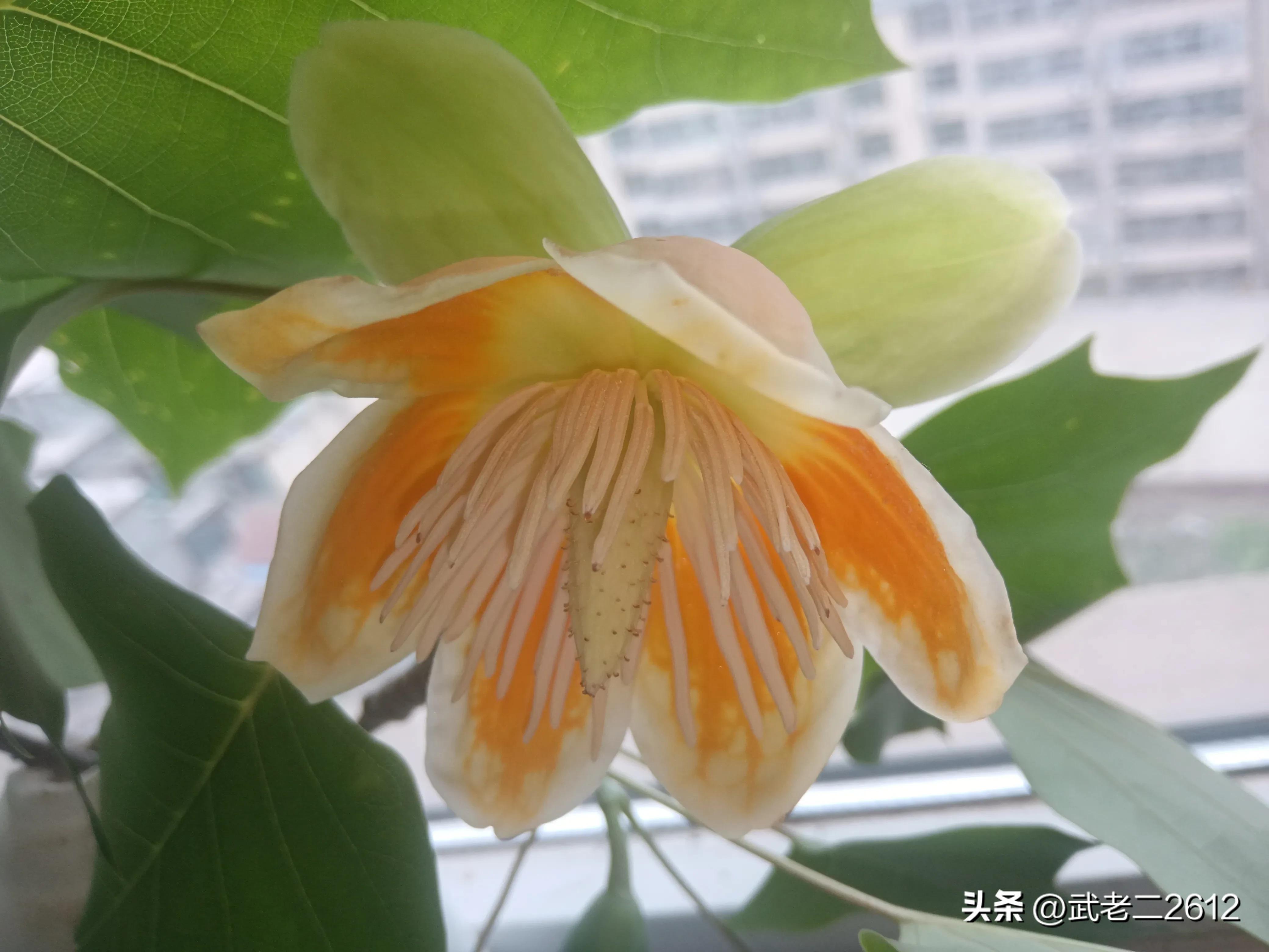 一个为我折树上莲花灯的人