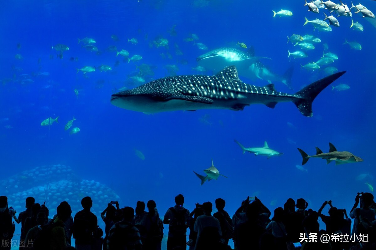 珠海旅游必去的4个景点怎么坐车,珠海旅游打卡景点大全排名榜