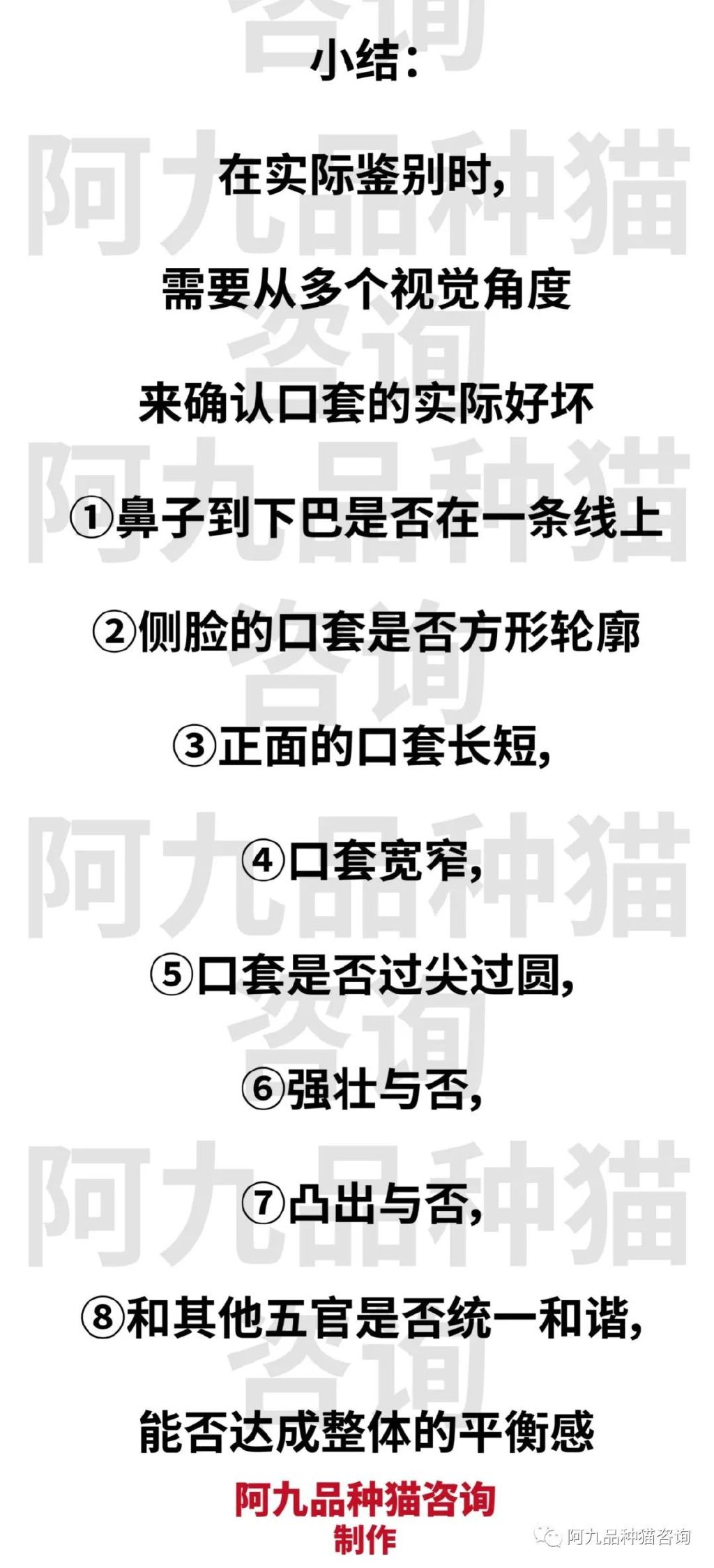 缅因猫品相极好的多少钱,品相一般的缅因猫什么价格