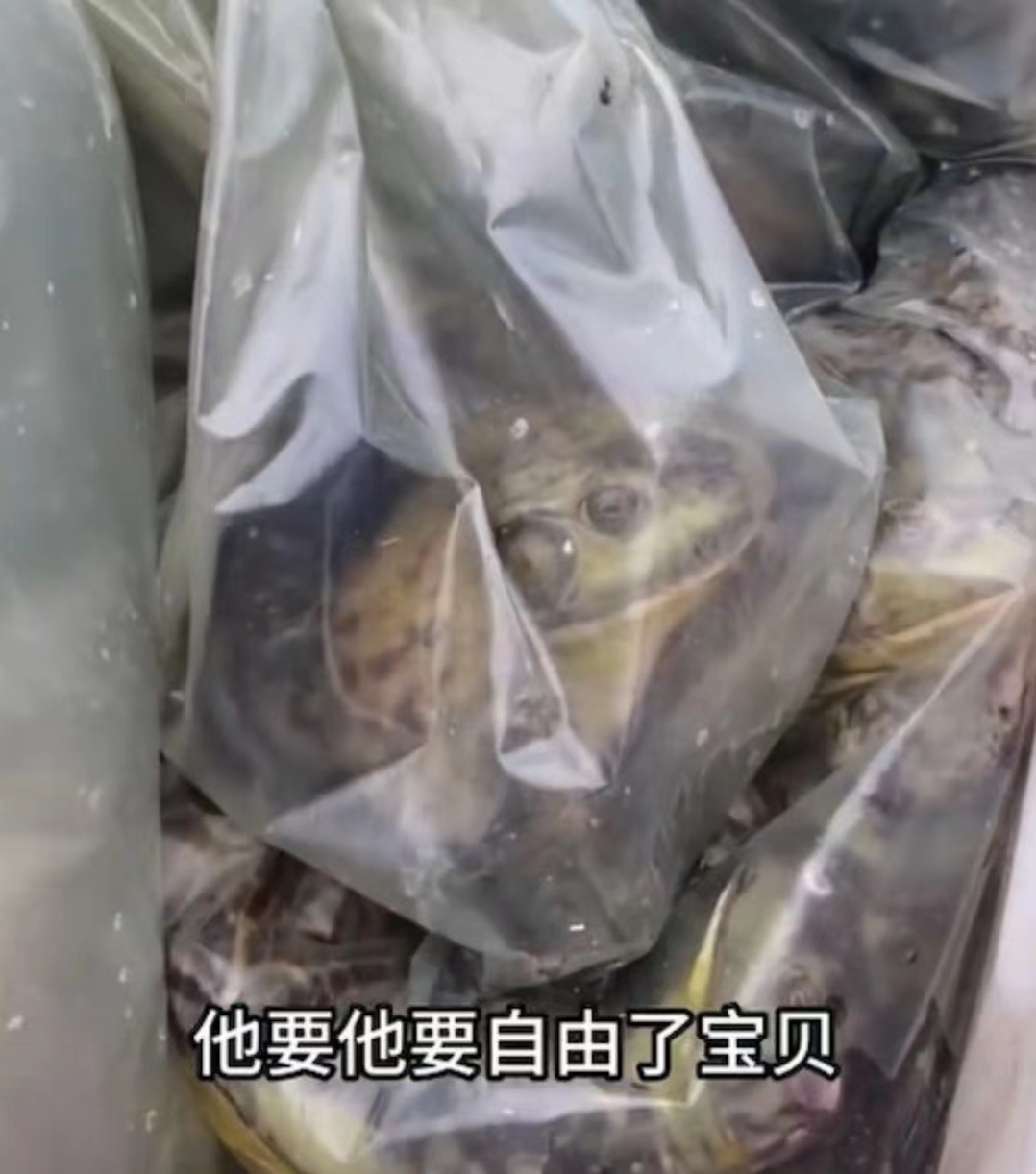 好心做坏事！TVB前女星带女儿郊外大量放生牛蛙，被网友批没常识