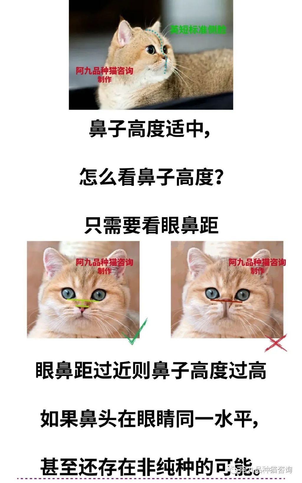 英短幼猫什么样的嘴型好,英短鼻子黑色和粉色有什么区别