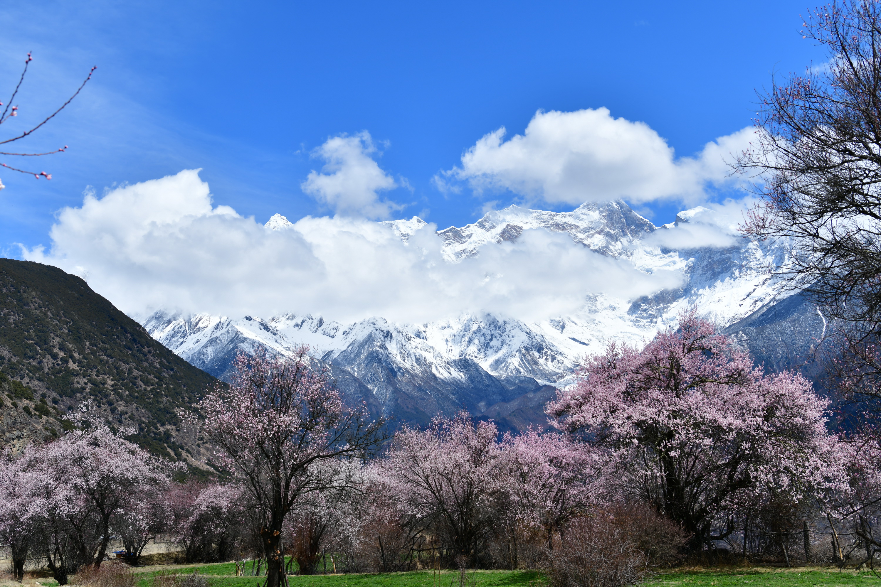 我的林芝一日游攻略,林芝看桃花西藏之旅