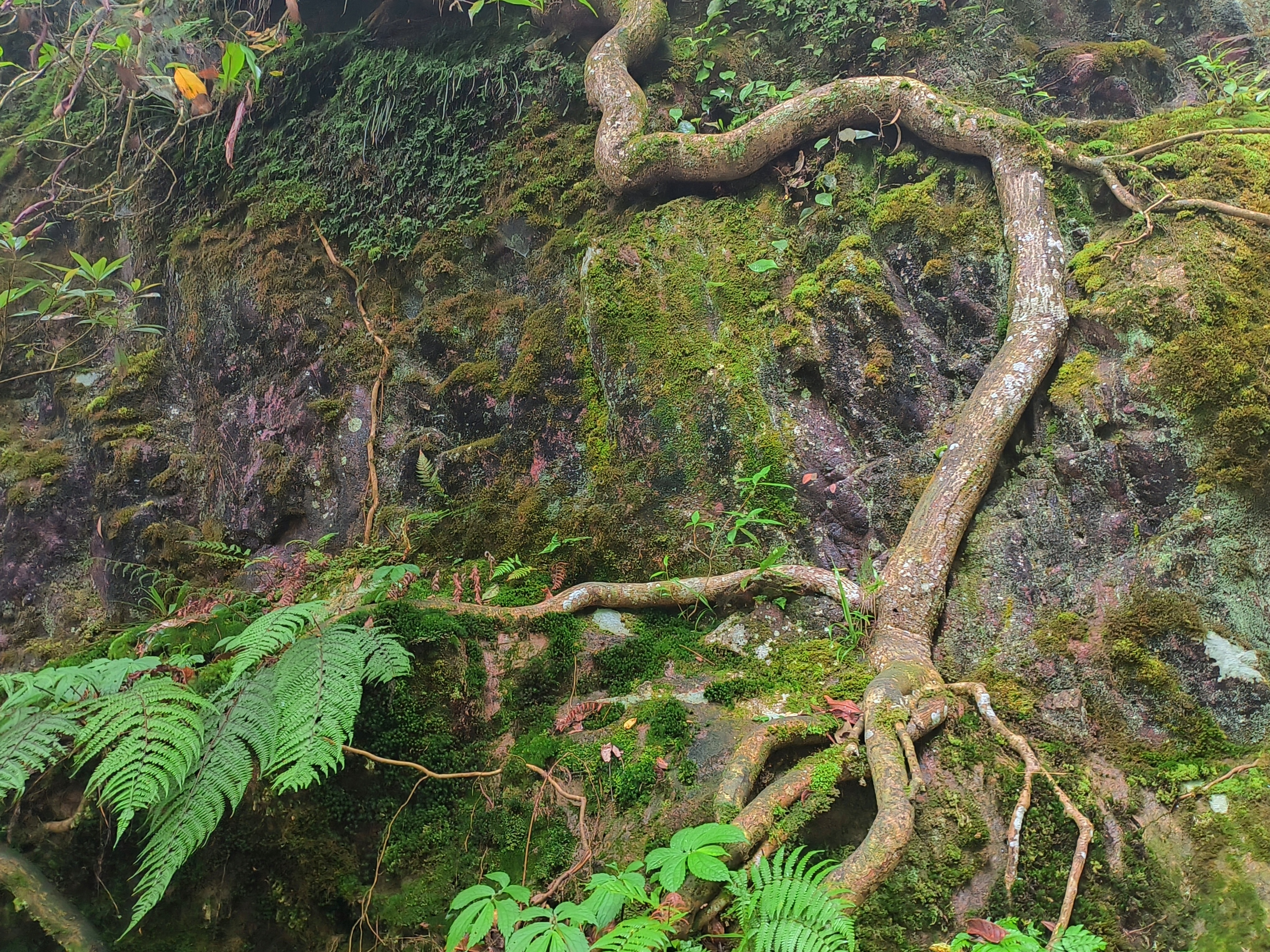 王文才：西川严道方言故事（之十二）