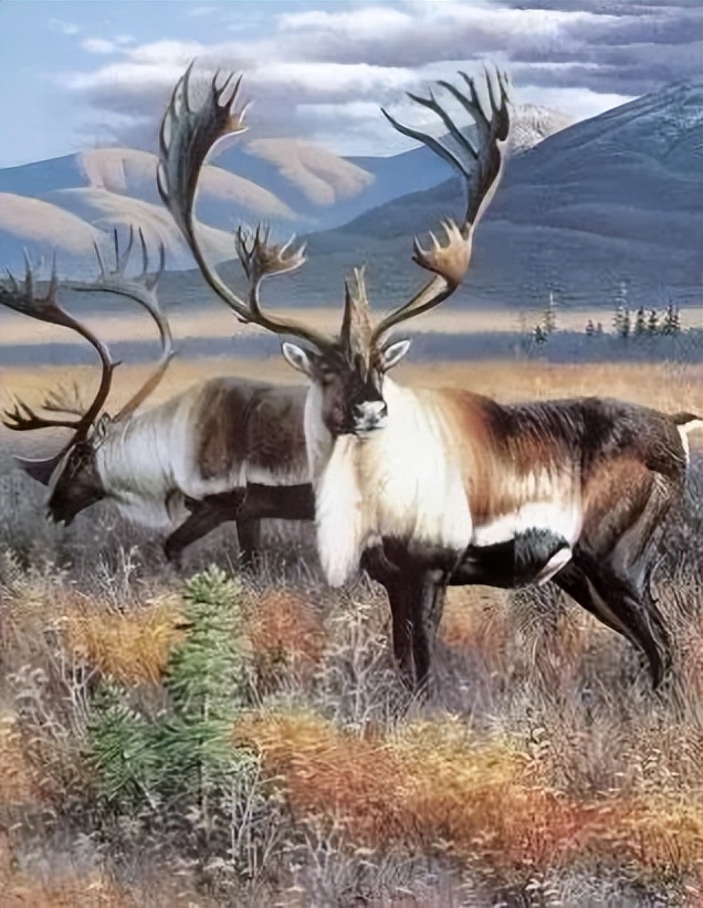 快看！黑龙江各地都被哪些萌货代表了？