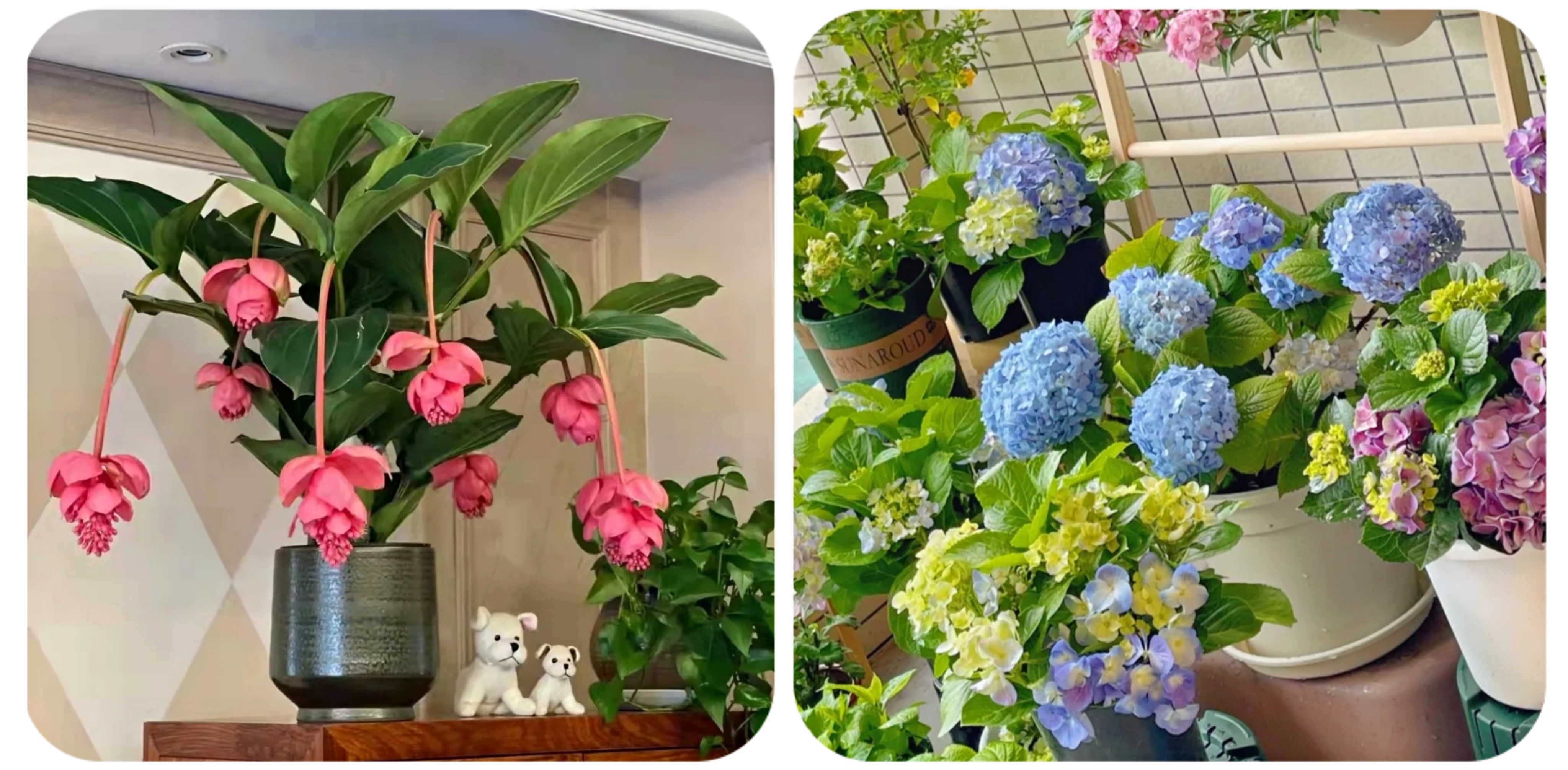 100种花能养在阳台上，50种开花的，40种绿植，10种蔬果