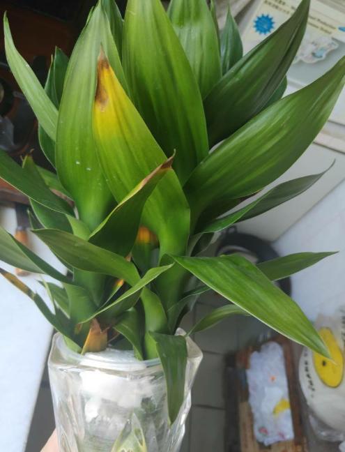 观音竹叶片发黄怎么治,观音竹水培叶尖发黄补救小妙招