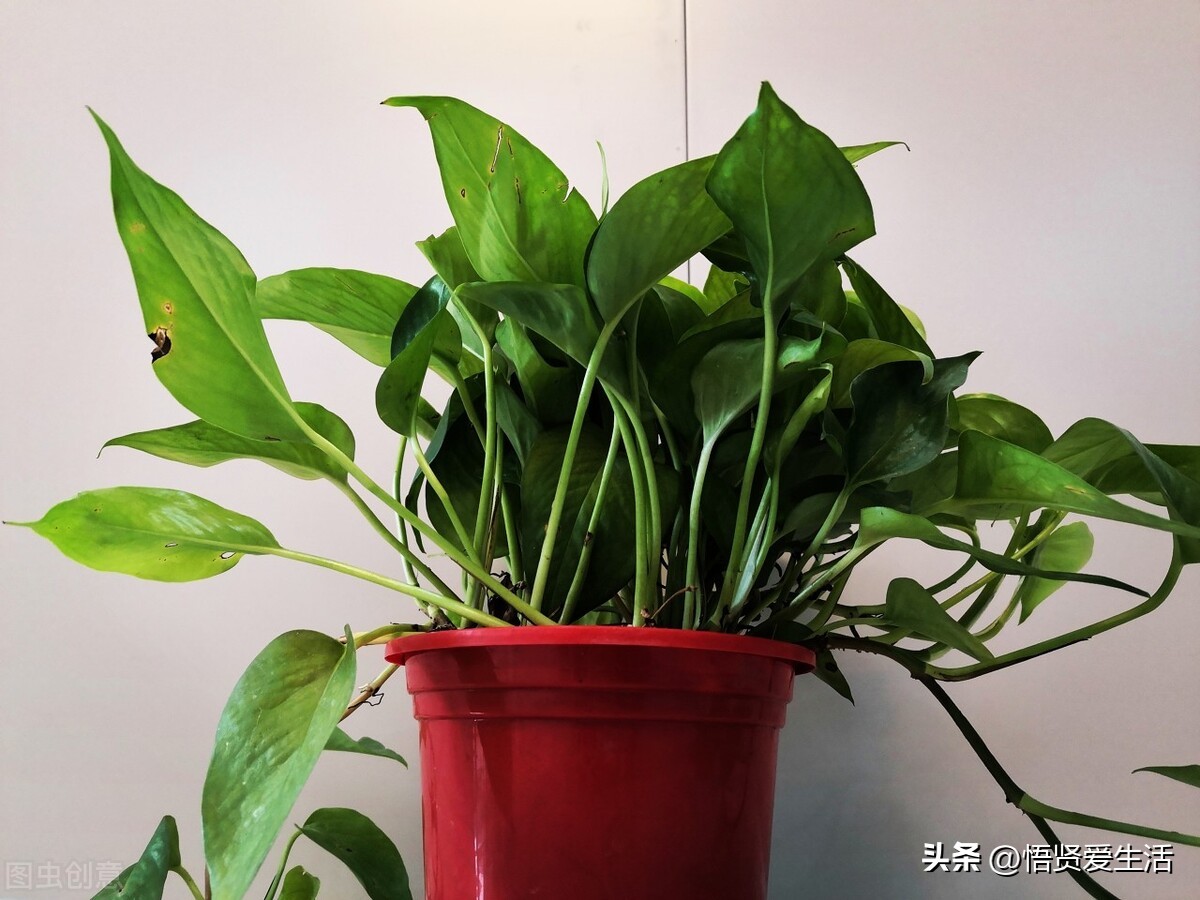 装修房子吸甲醛最好的是什么植物,新房入住有什么植物适合吸甲醛