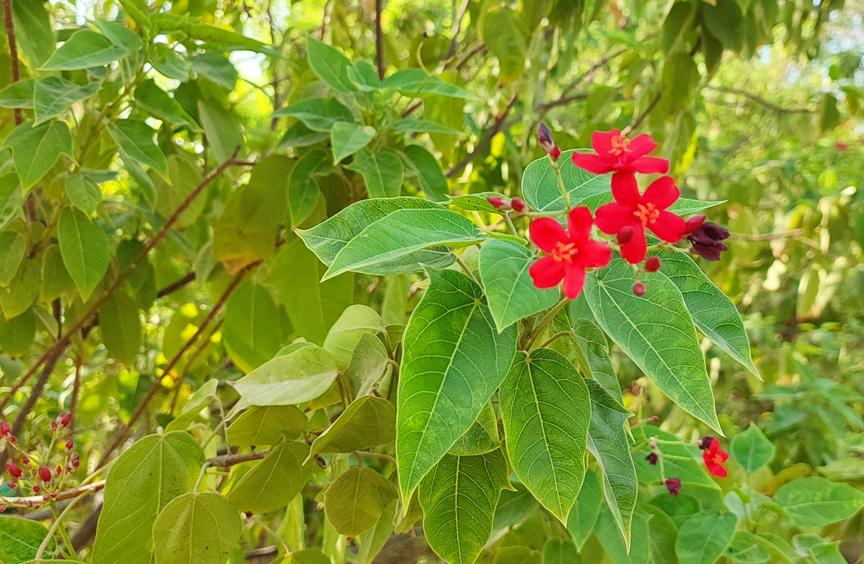 迪拜适合养什么植物,迪拜常见花草