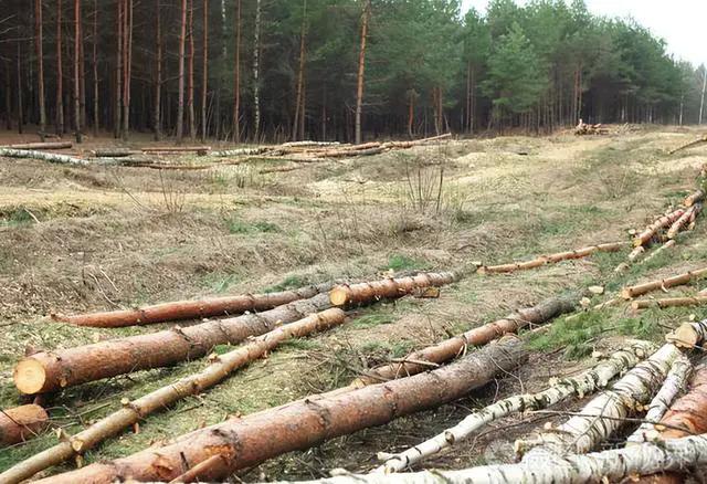 没有砍伐证砍伐6棵树木违法吗,村民的树被无故砍伐违法吗